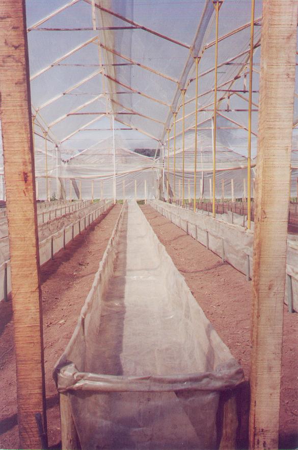 hidroponía como se preparan cultivos hidropónicos flores hidropónicas como se hace el cultivo tecnificado flor de invernadero cultivo hidropónico tecnificado maderplast surcos camas tutores 002 hidroponía como se preparan cultivos hidropónicos flores hidropónicas como se hace el cultivo tecnificado flor de invernadero cultivo hidropónico hidroponía como se preparan cultivos hidropónicos flores hidropónicas como se hace el cultivo tecnificado flor de invernadero cultivo hidropónico tecnificado maderplast surcos camas tutores 002 tecnificado maderplast surcos camas tutores 002